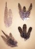 Barred Rock Feather Samples